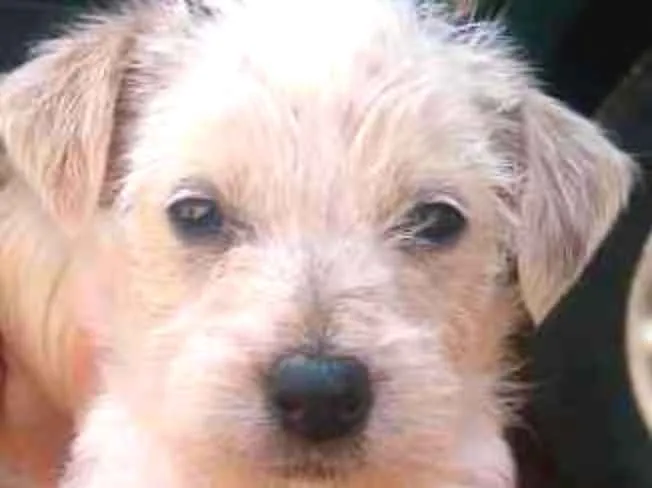 Cachorro ra a SRD idade Abaixo de 2 meses nome Sem nome