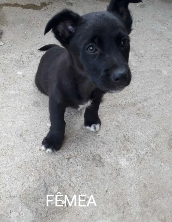 Cachorro ra a Não tem  idade 2 a 6 meses nome Não tem 