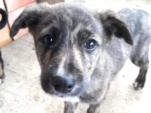 Cachorro raça Não tem  idade 2 a 6 meses nome Não tem 