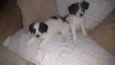 Romeu e Princesa