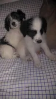 Romeu e Princesa