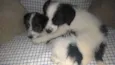 Romeu e Princesa