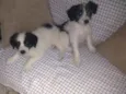 Romeu e Princesa