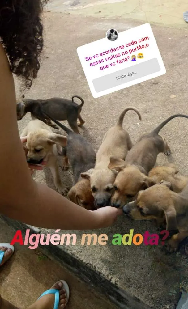 Cachorro ra a Virá latas idade Abaixo de 2 meses nome S/N