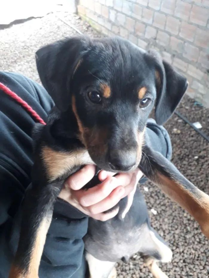 Cachorro raça  idade 2 a 6 meses nome Sem nome