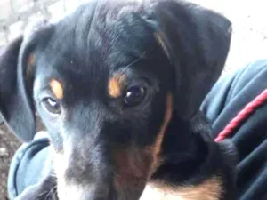 Cachorro raça  idade 2 a 6 meses nome Sem nome