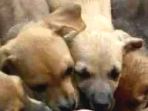 Cachorro raça Virá latas idade Abaixo de 2 meses nome S/N