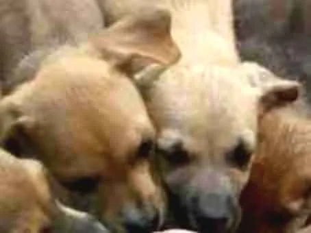 Cachorro ra a Virá latas idade Abaixo de 2 meses nome S/N