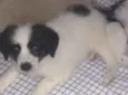 Romeu e Princesa