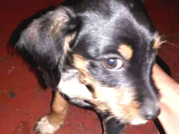 Cachorro ra a Vira lata idade 2 a 6 meses nome Indefinido