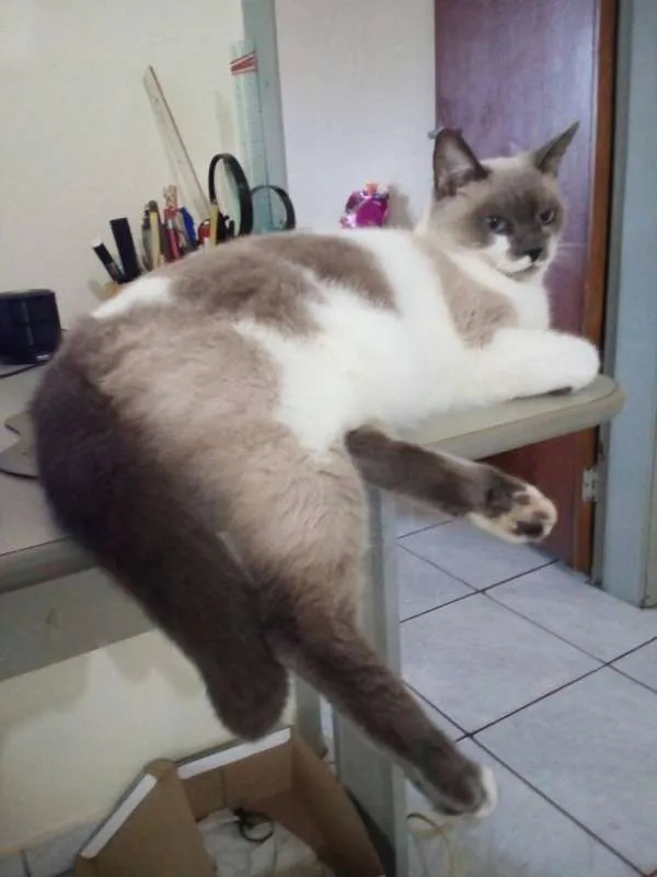 Gato ra a não definida idade 6 ou mais anos nome HIME