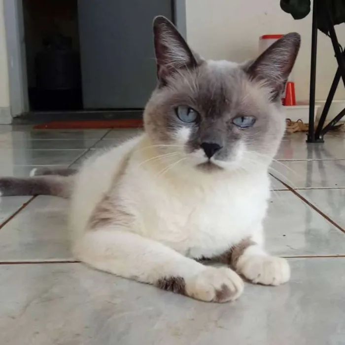 Gato ra a não definida idade 6 ou mais anos nome HIME