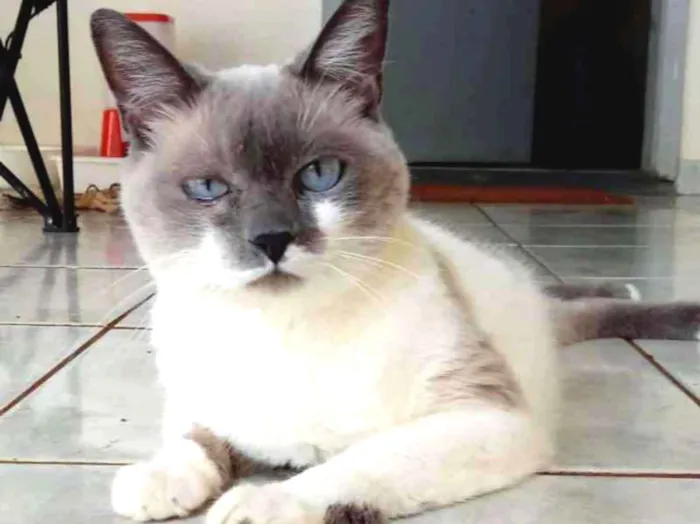 Gato ra a não definida idade 6 ou mais anos nome HIME