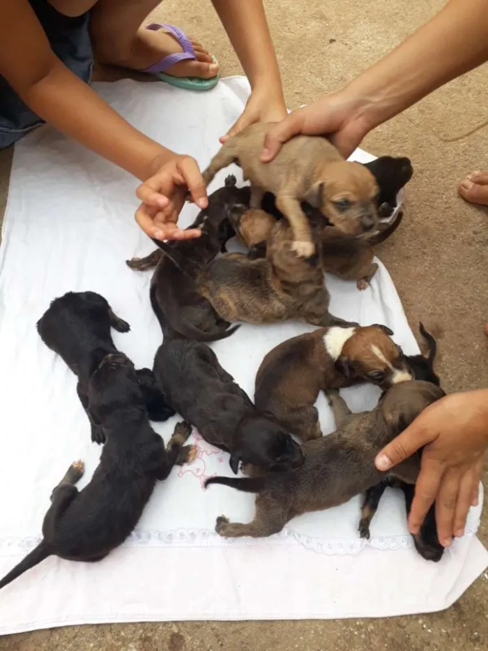 Cachorro ra a Pit bull com viralata idade Abaixo de 2 meses nome N temos 