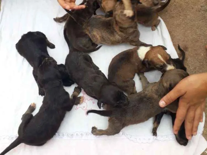 Cachorro ra a Pit bull com viralata idade Abaixo de 2 meses nome N temos 