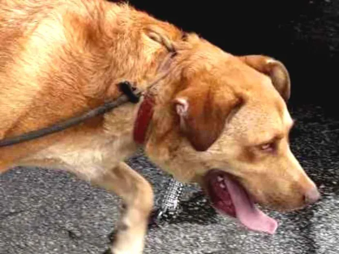 Cachorro ra a Mix labrador  idade 2 anos nome Bonifácio 