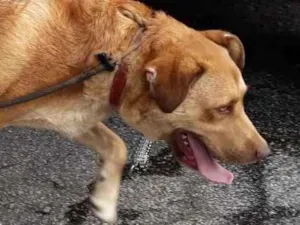 Cachorro raça Mix labrador  idade 2 anos nome Bonifácio 