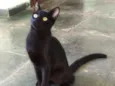 Pretinhos lindos