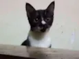 Pretinhos lindos