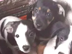 Cachorro raça Viralata idade 2 a 6 meses nome Sem nome