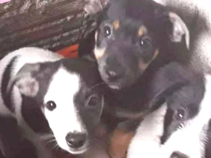 Cachorro ra a Viralata idade 2 a 6 meses nome Sem nome