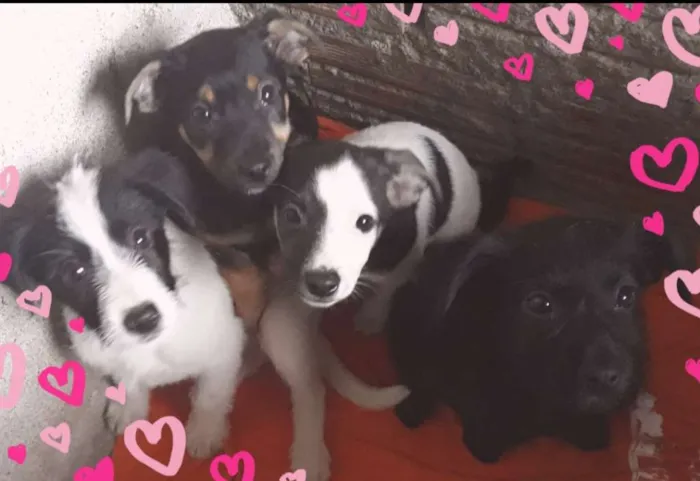 Cachorro ra a Vita lata idade 2 a 6 meses nome Sem nome