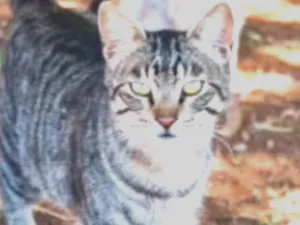 Gato raça SRD idade 1 ano nome Chiquinho 