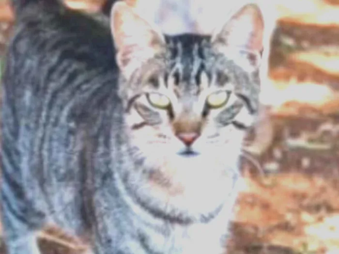 Gato ra a SRD idade 1 ano nome Chiquinho 