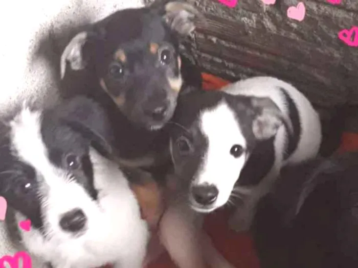 Cachorro ra a Vita lata idade 2 a 6 meses nome Sem nome