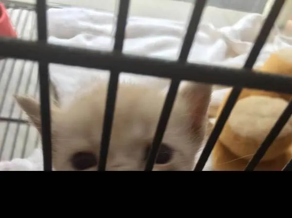 Gato ra a vira lata idade Abaixo de 2 meses nome sem nomes 