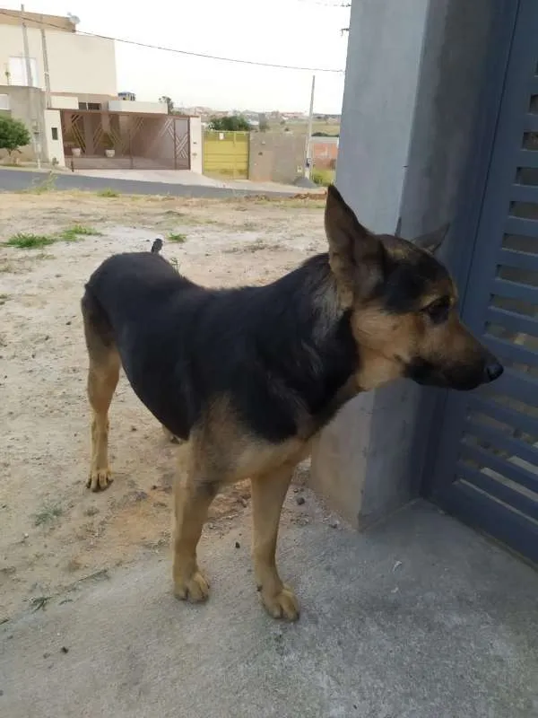 Cachorro ra a Pastor Alemão idade 2 anos nome sem nome