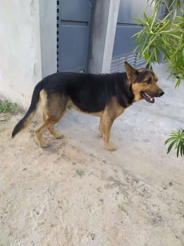 Cachorro ra a Pastor Alemão idade 2 anos nome sem nome