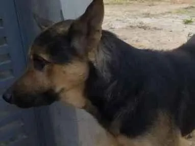 Cachorro ra a Pastor Alemão idade 2 anos nome sem nome