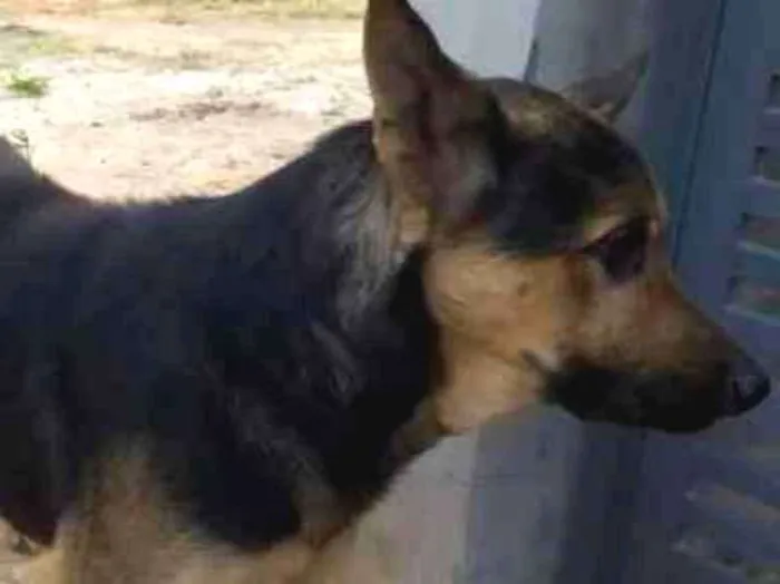 Cachorro ra a Pastor Alemão idade 2 anos nome sem nome