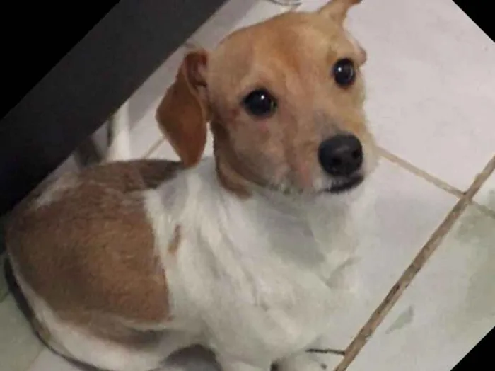 Cachorro ra a Vira lata  idade 7 a 11 meses nome Gordinho