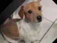 Gordinho