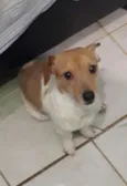 Gordinho