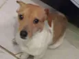Gordinho