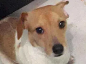 Cachorro raça Vira lata  idade 7 a 11 meses nome Gordinho