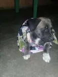 Lulu