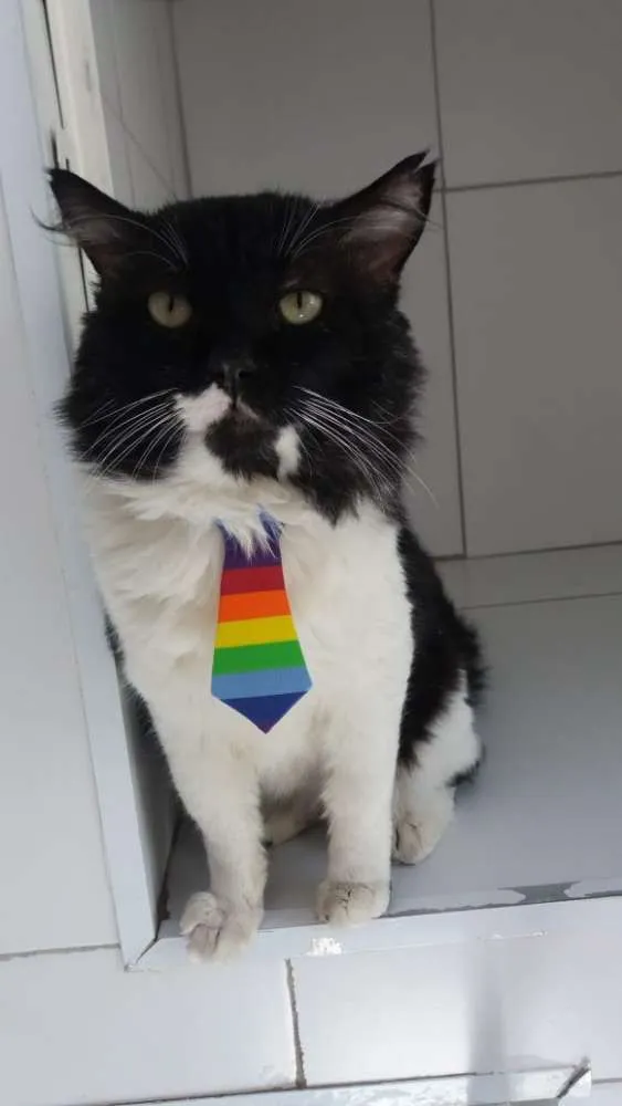Gato ra a Felina idade 5 anos nome Lord