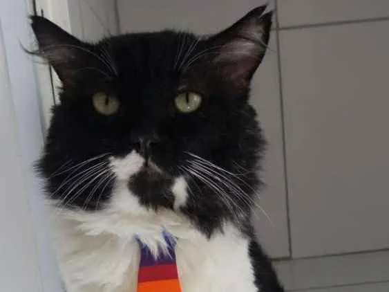 Gato ra a Felina idade 5 anos nome Lord