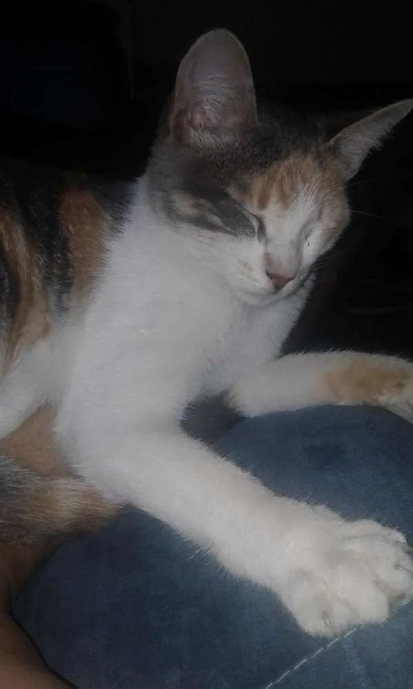 Gato raça  idade 2 a 6 meses nome Moana