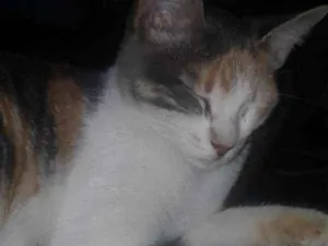 Gato raça  idade 2 a 6 meses nome Moana
