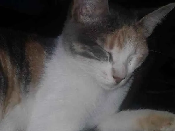 Gato raça  idade 2 a 6 meses nome Moana