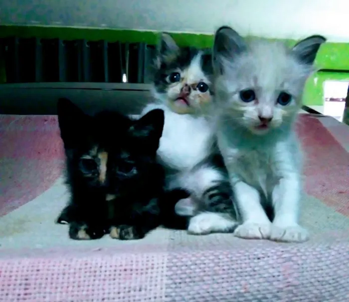Gato raça Sem raça definida idade Abaixo de 2 meses nome Sem nome