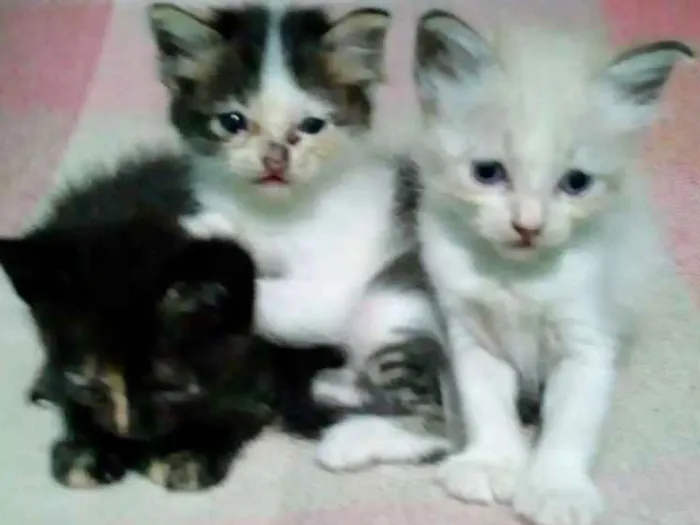 Gato raça Sem raça definida idade Abaixo de 2 meses nome Sem nome