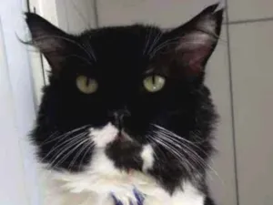 Gato raça Felina idade 5 anos nome Lord