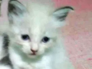 Gato raça Sem raça definida idade Abaixo de 2 meses nome Sem nome