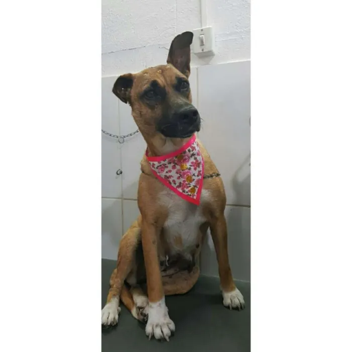 Cachorro ra a Indefinido  idade 4 anos nome Vitória 